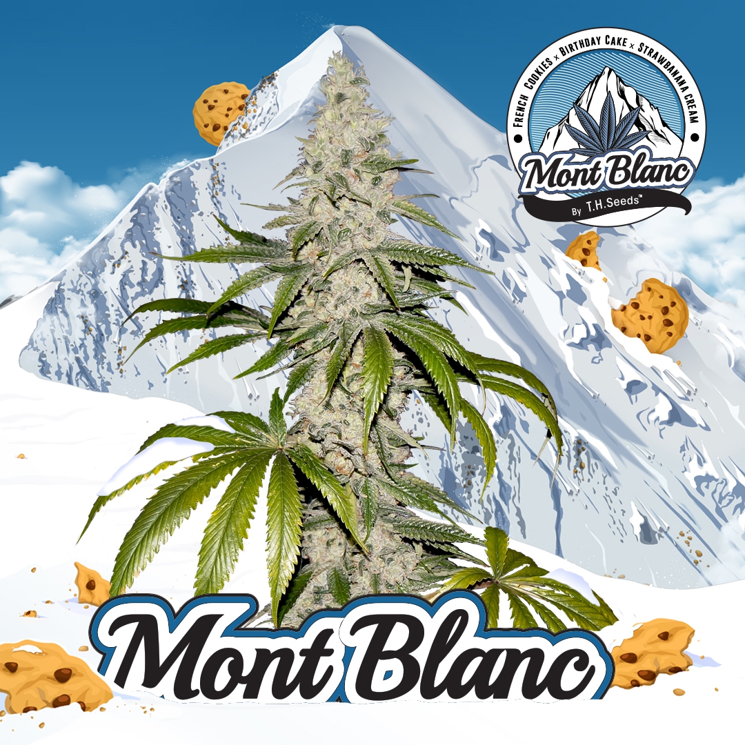 Montblanc live discount resin extract